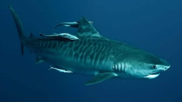 Bigpicture.ru Тигровая акула