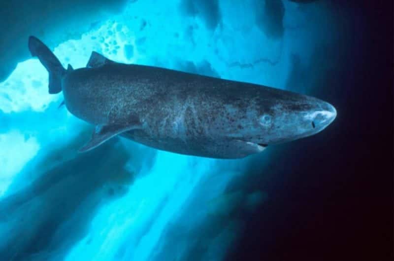 Bigpicture.ru Гренландская полярная акула
