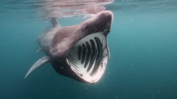Топ-10 самых больших акул в мире