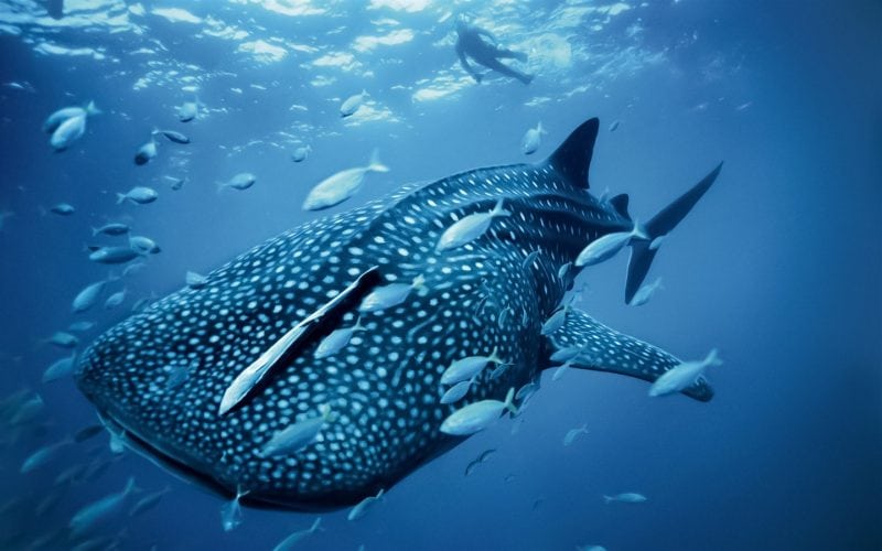 Bigpicture.ru Большая китовая акула