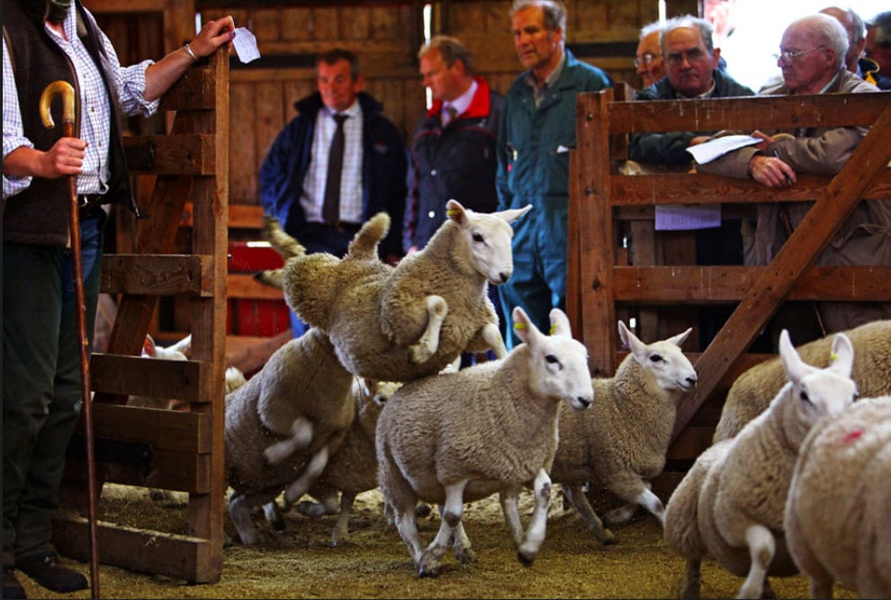 Фотография: Аукцион овец №12 - BigPicture.ru