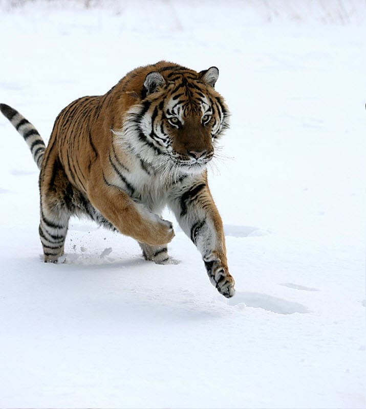 Фотография: 2010 – год тигра! №8 - BigPicture.ru