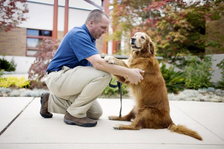 Фотография: Лапа пурпурным сердцам: Собаки помогают ветеранам №1 - BigPicture.ru