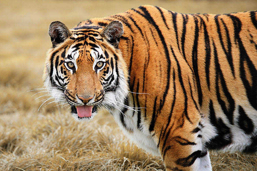 Фотография: 2010 – год тигра! №7 - BigPicture.ru