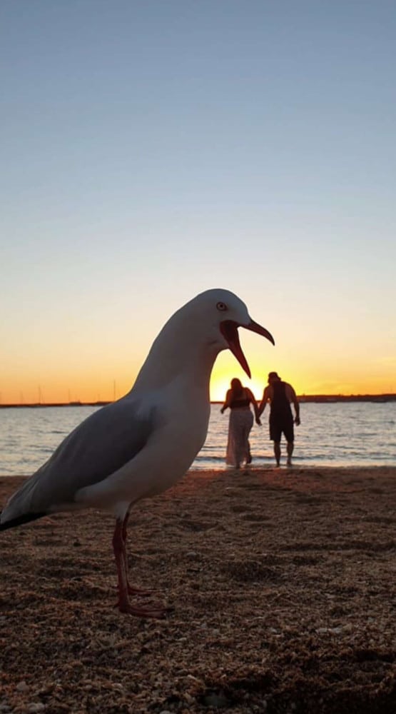 Фотография: Наглая птица на пляже испортила парочке романтическое видео №3 - BigPicture.ru
