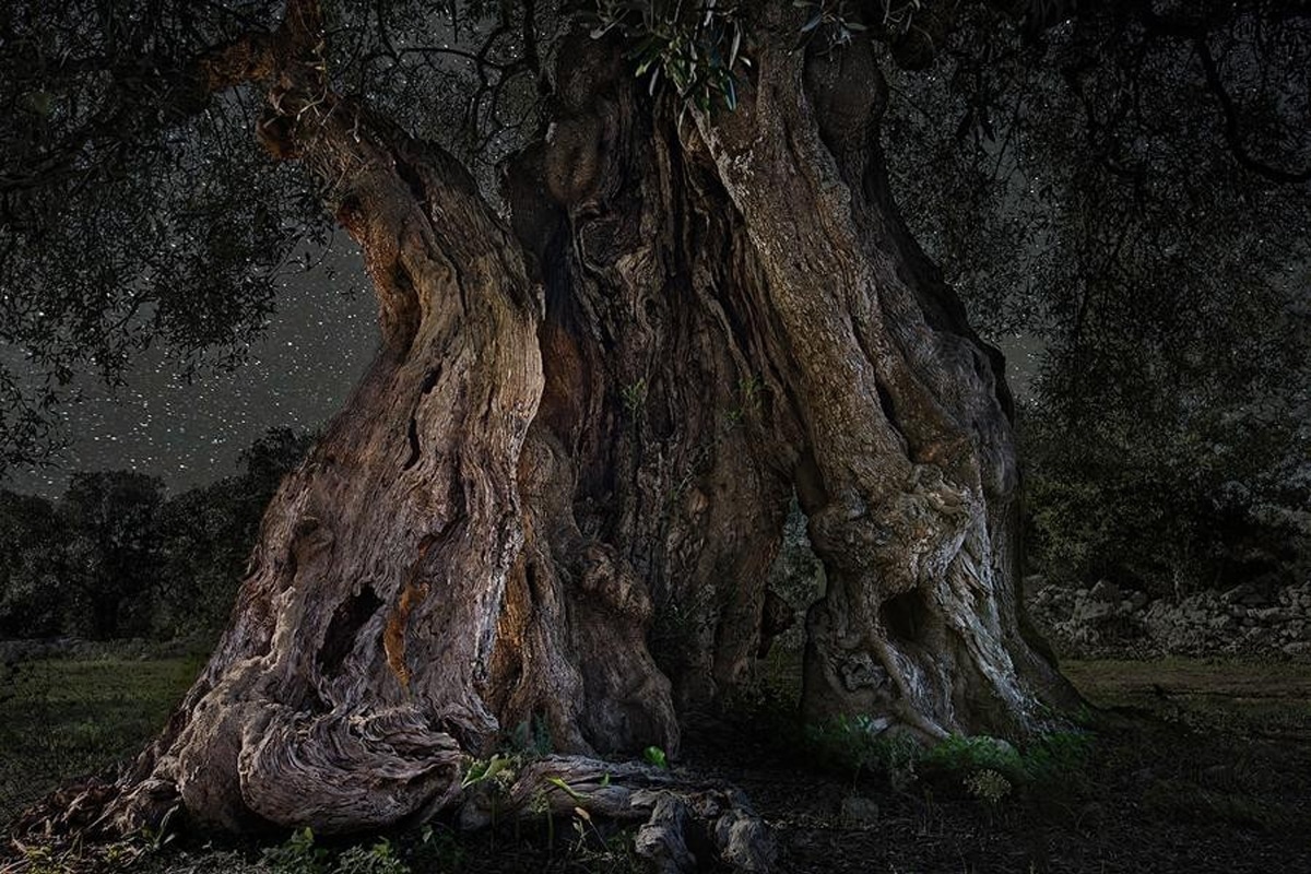 картинки древних деревьев