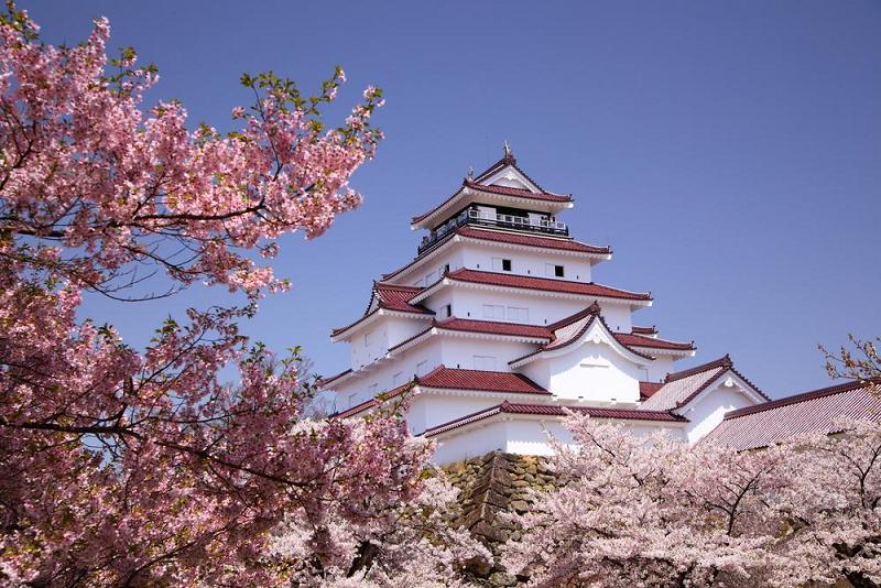 Фотография: Как цветущая сакура стала для японцев сакральным деревом №6 - BigPicture.ru