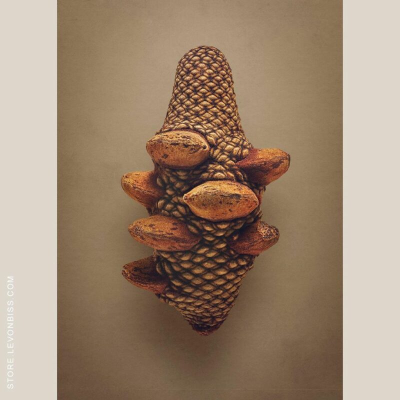 Фотография: Скрытая красота семян и фруктов от британского фотографа Левона Бисса №5 - BigPicture.ru