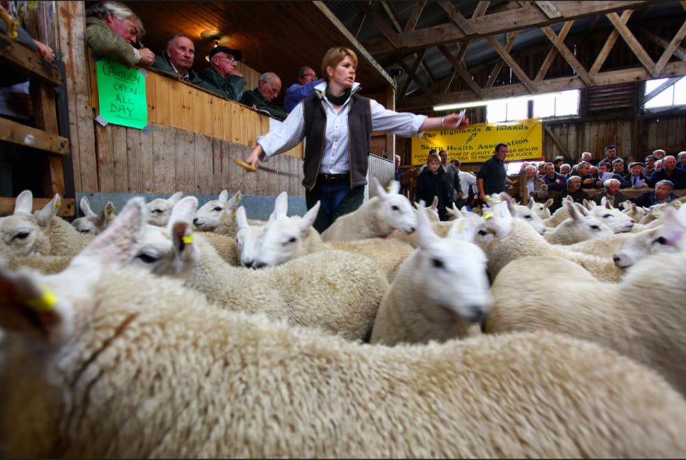 Фотография: Аукцион овец №9 - BigPicture.ru