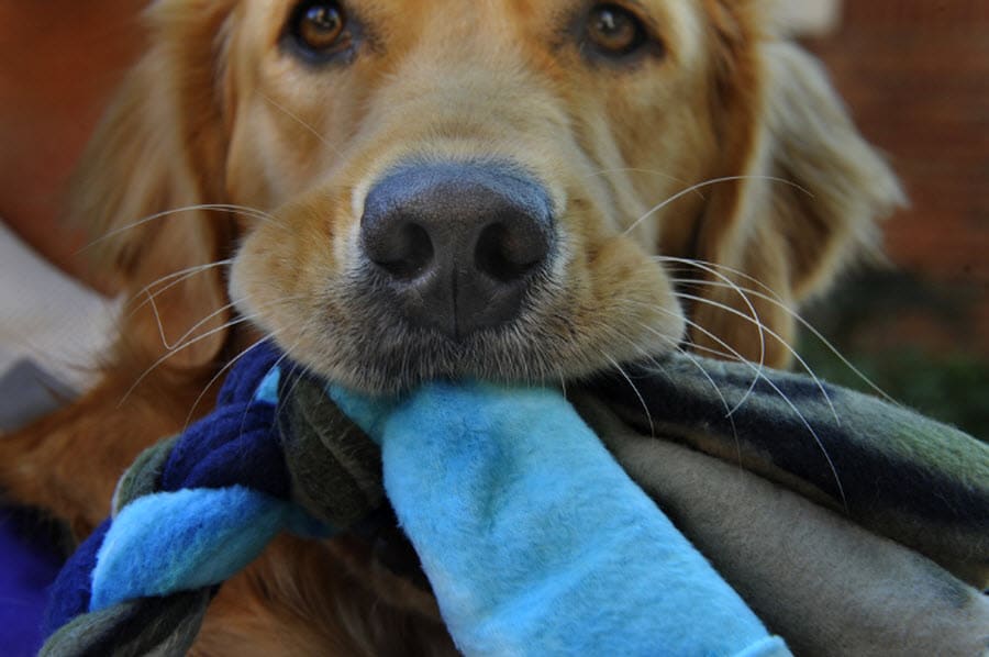 Фотография: Лапа пурпурным сердцам: Собаки помогают ветеранам №8 - BigPicture.ru