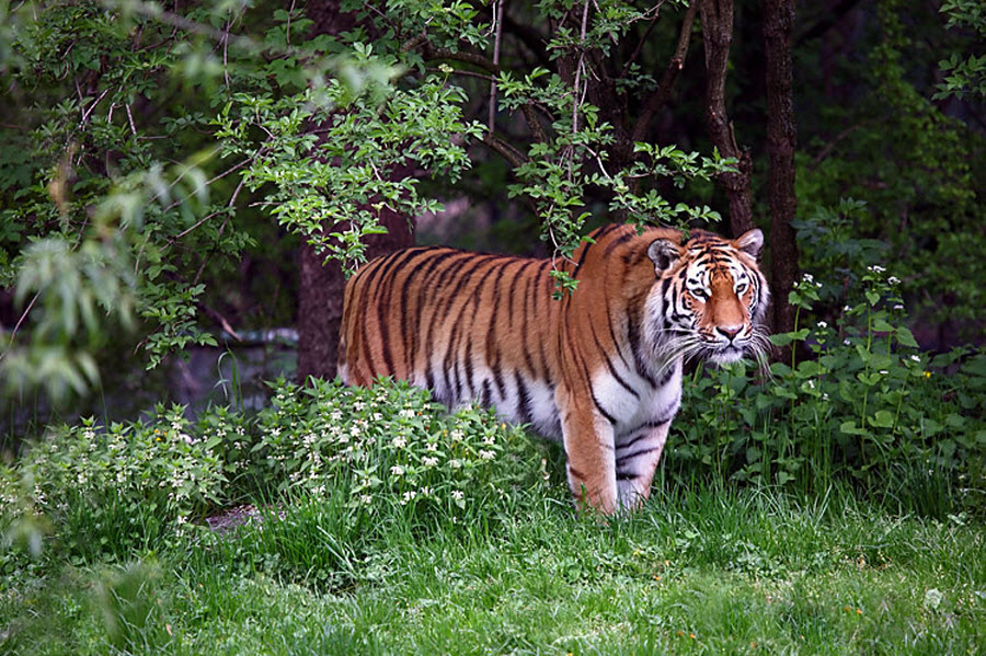 Фотография: 2010 – год тигра! №4 - BigPicture.ru