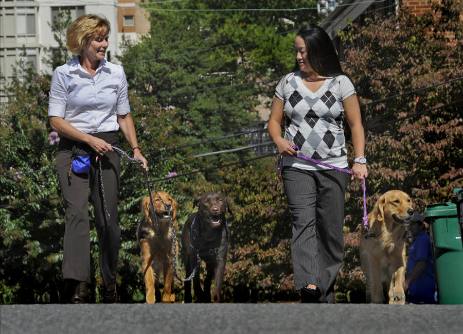 Фотография: Лапа пурпурным сердцам: Собаки помогают ветеранам №9 - BigPicture.ru
