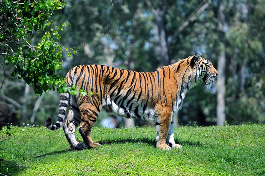 Фотография: 2010 – год тигра! №3 - BigPicture.ru