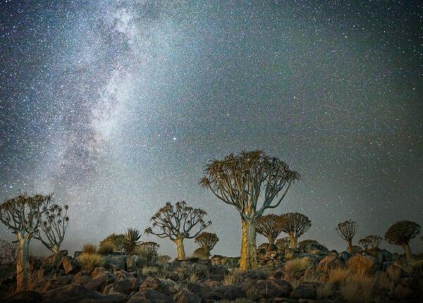 «Алмазные ночи» Бет Мун – старейшие деревья Земли на фоне звезд