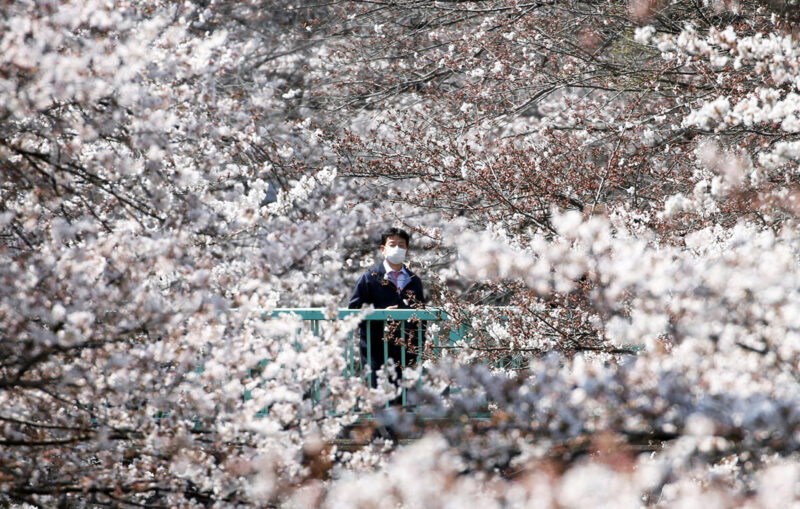 Фотография: Как цветущая сакура стала для японцев сакральным деревом №7 - BigPicture.ru