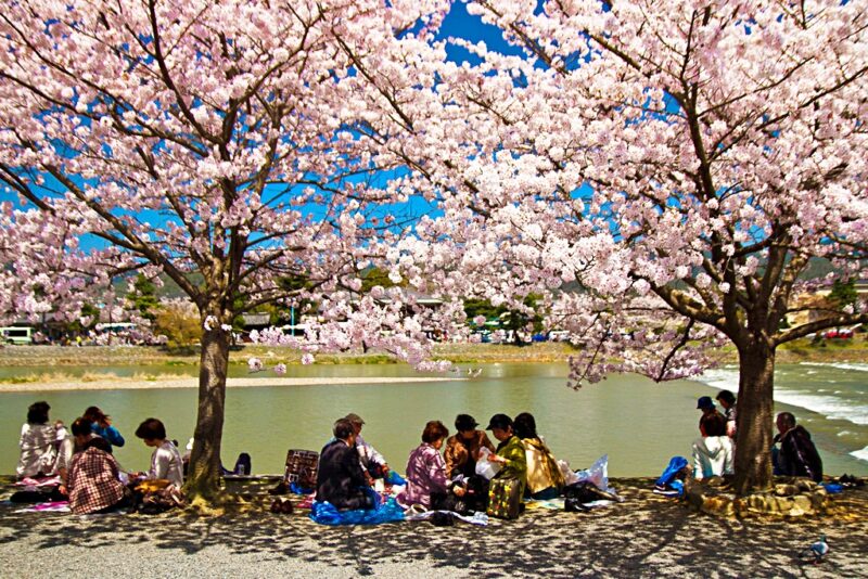 Фотография: Как цветущая сакура стала для японцев сакральным деревом №8 - BigPicture.ru
