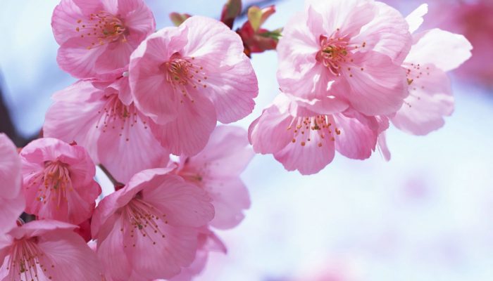 Фотография: Как цветущая сакура стала для японцев сакральным деревом №3 - BigPicture.ru