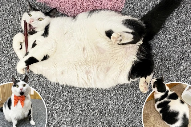 Фотография: Хорошего кота должно быть много: пушистый толстячок умиляет, но переедает №1 - BigPicture.ru