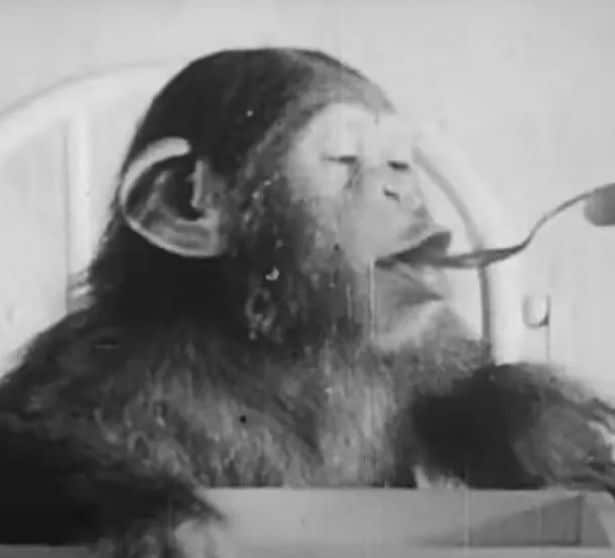 Фотография: Жертва науки: как супруги-психологи сделали своего сына подопытным в эксперименте с шимпанзе №3 - BigPicture.ru