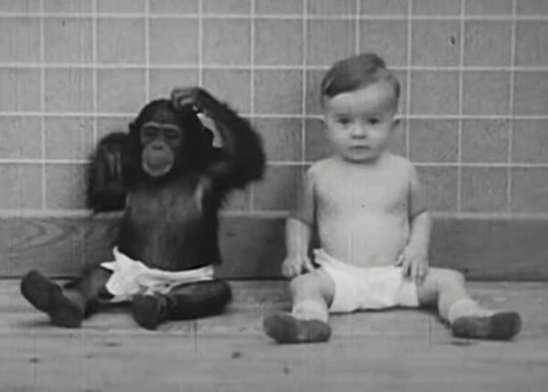 Жертва науки: как супруги-психологи сделали своего сына подопытным в эксперименте с шимпанзе
