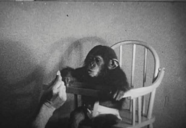 Фотография: Жертва науки: как супруги-психологи сделали своего сына подопытным в эксперименте с шимпанзе №6 - BigPicture.ru