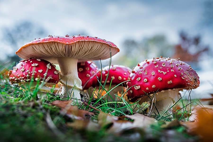 Что такое мухоморный микродозинг, или Почему стало модно есть ядовитые грибы