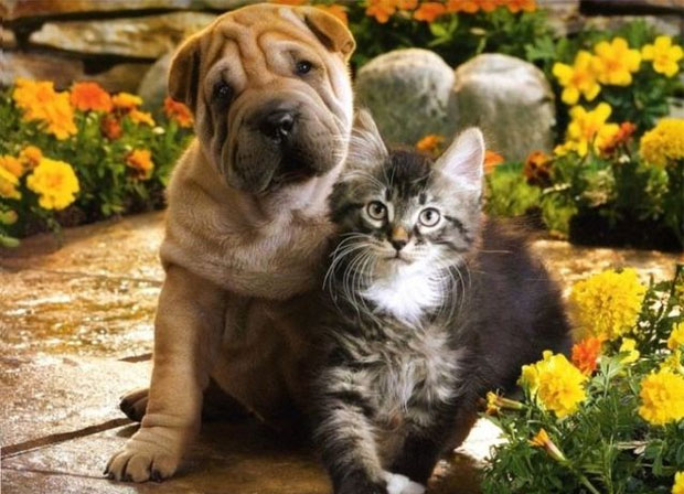 Фотография: Как вернуть доверие кошки или собаки, если вы их обидели №4 - BigPicture.ru