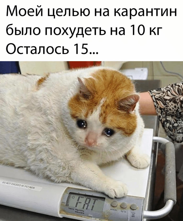 Фотография: Мемы помогают бороться со стрессом пандемии, делают нас спокойнее и счастливее №3 - BigPicture.ru