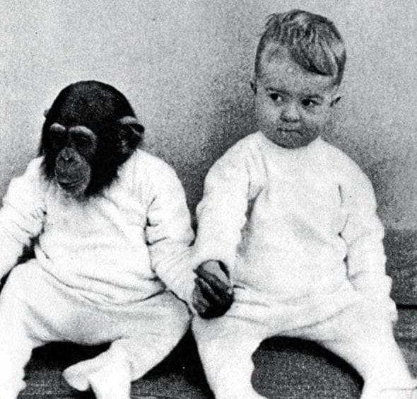 Фотография: Жертва науки: как супруги-психологи сделали своего сына подопытным в эксперименте с шимпанзе №8 - BigPicture.ru