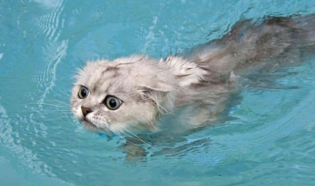 Фотография: Ученые объяснили, почему кошки не любят купаться, и боязнь воды тут не причем №3 - BigPicture.ru