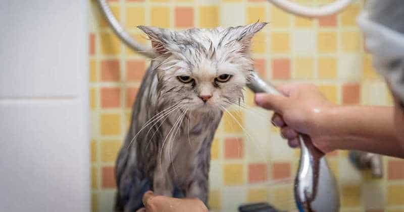 Фотография: Ученые объяснили, почему кошки не любят купаться, и боязнь воды тут не причем №1 - BigPicture.ru