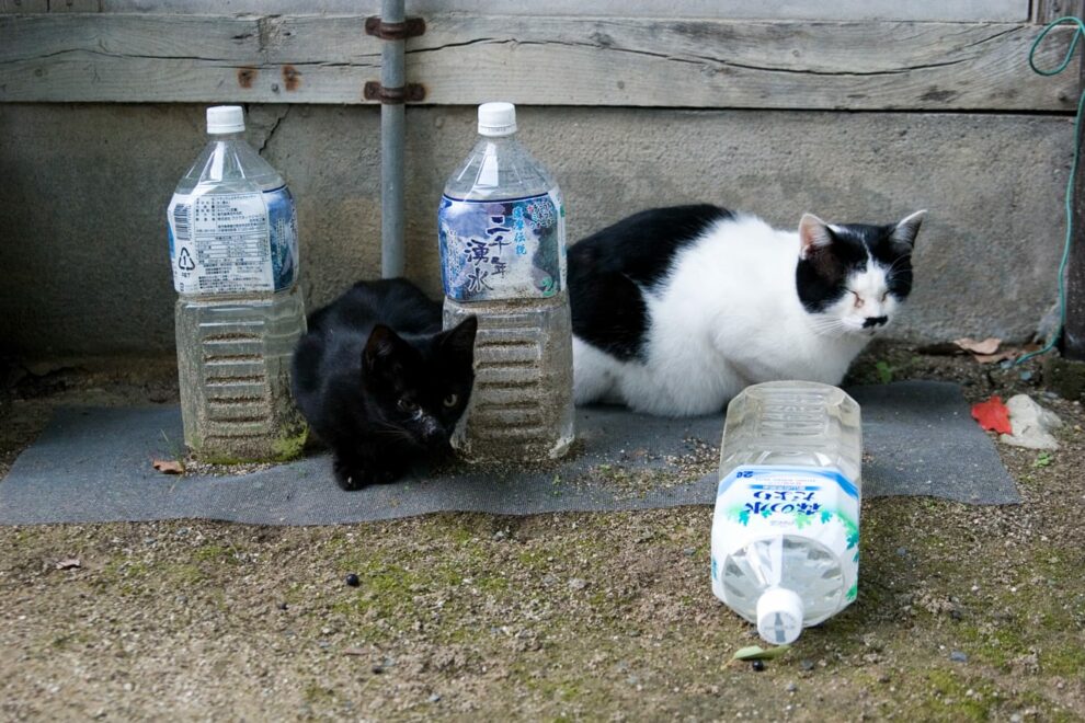 Фотография: Зачем японцы выставляют вдоль заборов и столбов бутылки с водой №5 - BigPicture.ru