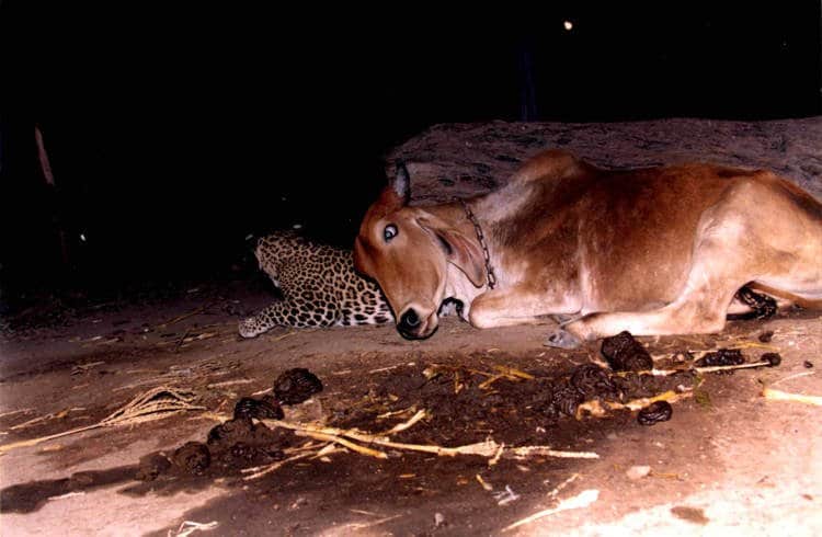 Фотография: Невероятная история дружбы коровы и леопарда, которой нет объяснения №3 - BigPicture.ru