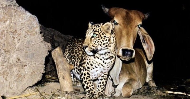 Фотография: Невероятная история дружбы коровы и леопарда, которой нет объяснения №1 - BigPicture.ru