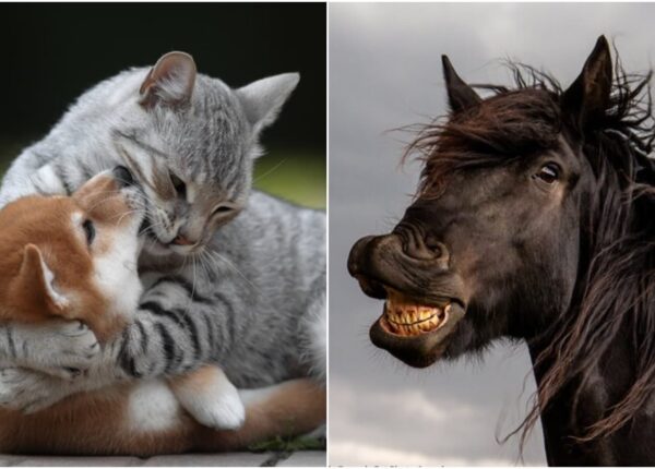 30 смешных снимков животных с конкурса Comedy Pet Photo Awards