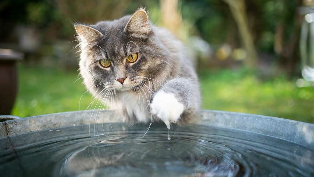 Фотография: Ученые объяснили, почему кошки не любят купаться, и боязнь воды тут не причем №5 - BigPicture.ru
