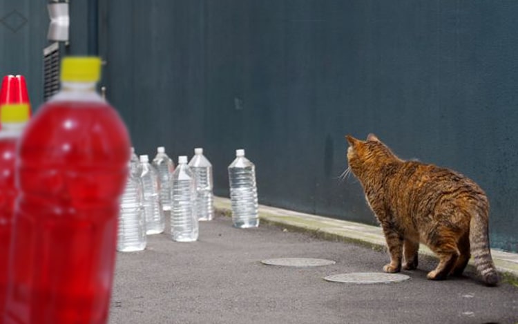Фотография: Зачем японцы выставляют вдоль заборов и столбов бутылки с водой №3 - BigPicture.ru