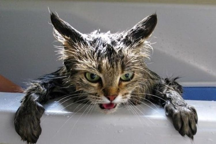 Фотография: Ученые объяснили, почему кошки не любят купаться, и боязнь воды тут не причем №2 - BigPicture.ru