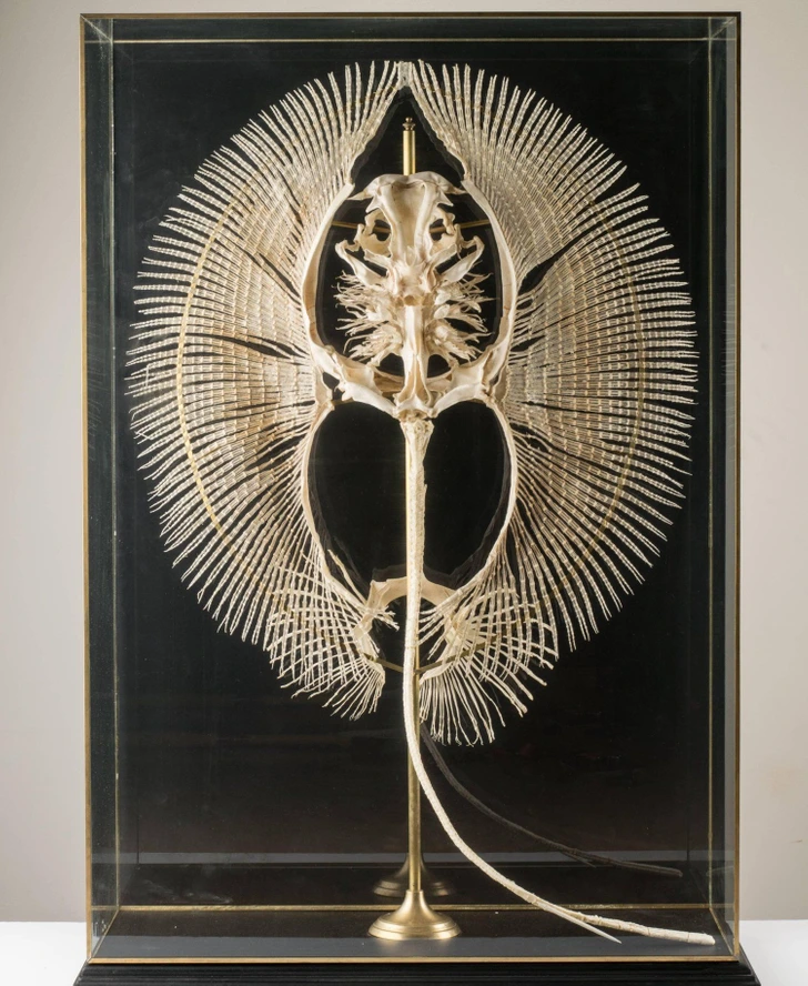 Скелет ската &mdash; рентген или препарат