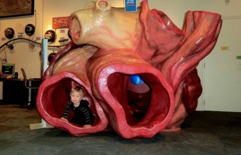 Фотография: Какого размера сердце у синего кита? Разрушаем устоявшийся миф №2 - BigPicture.ru