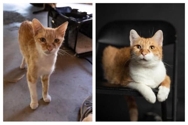 Фотография: 22 согревающих душу фото животных до и после того, как они нашли свой дом №2 - BigPicture.ru