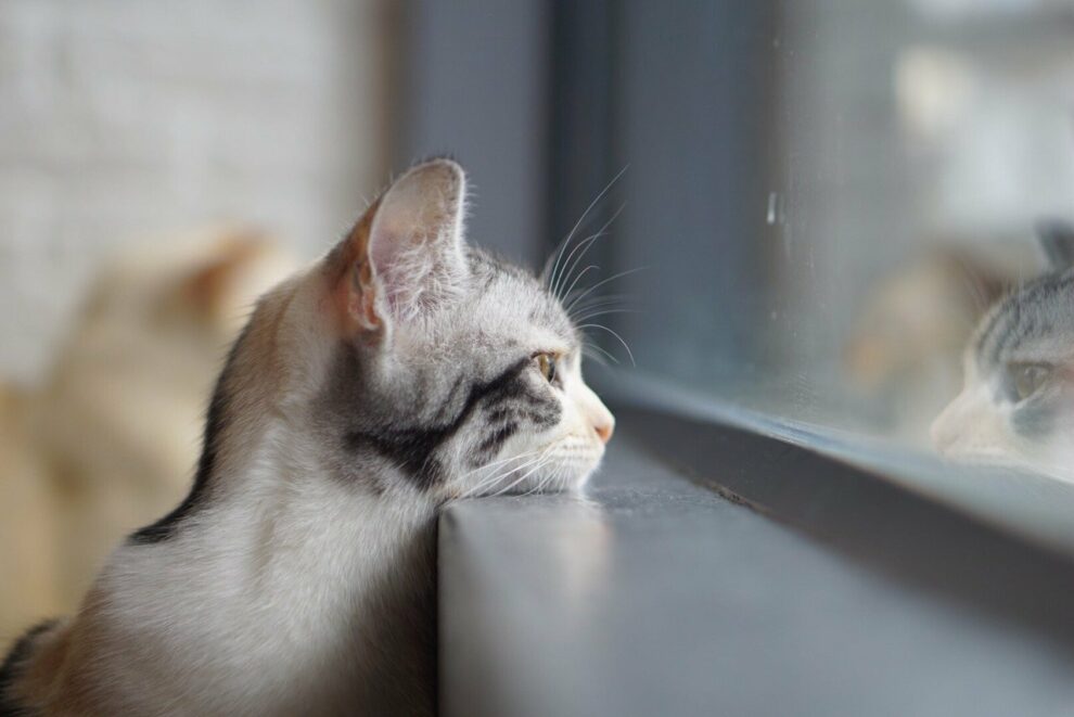 Фотография: Знает ли ваш кот, как вас зовут №3 - BigPicture.ru