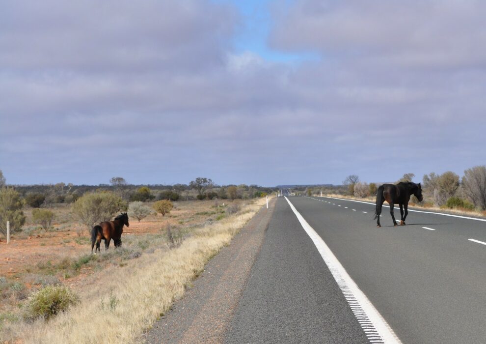 Фотография: В Австралии собираются убить 11 тысяч лошадей, чтобы спасти природу №4 - BigPicture.ru