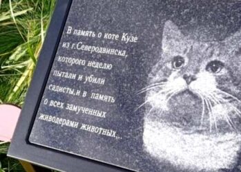 История замученного живодерами кота Кузи, которому поставили памятник