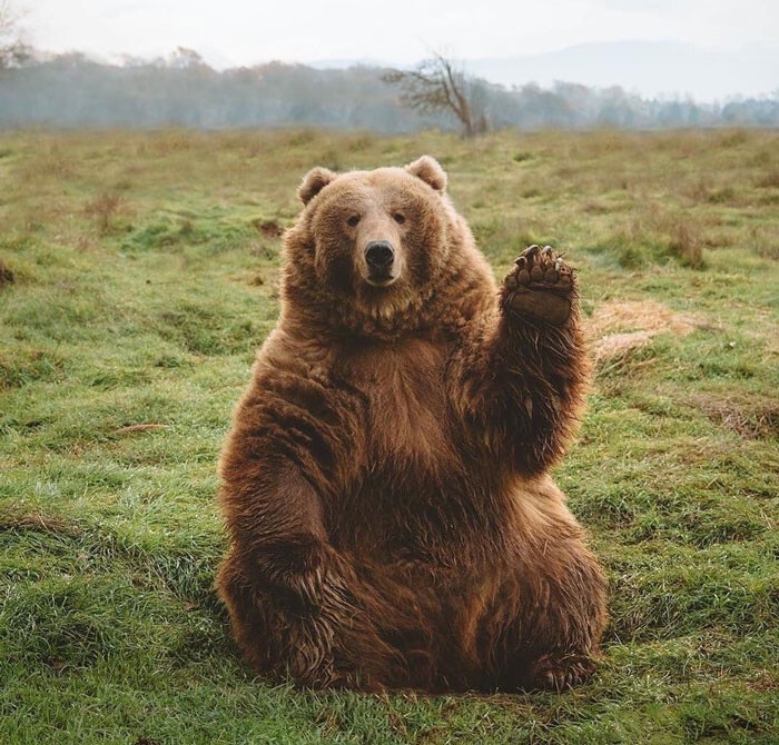 Фотография: 30 забавных медведей, которые гарантированно поднимут вам настроение №17 - BigPicture.ru
