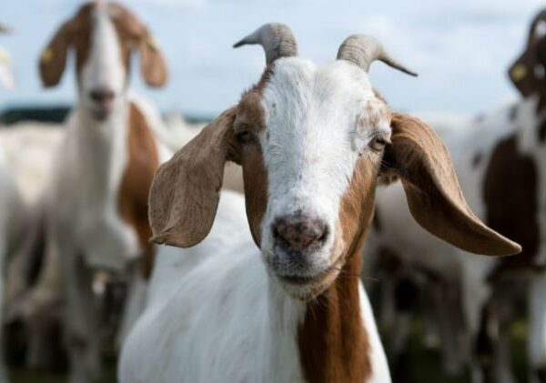 В Китае начали бороться с инцестом среди коз, используя нейросеть