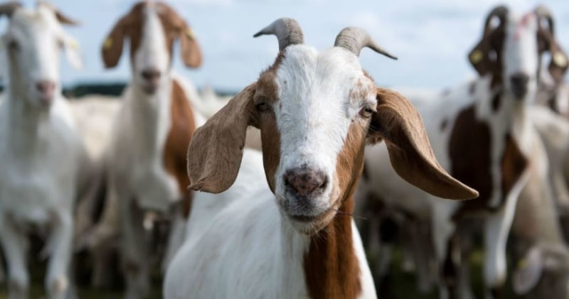 Фотография: В Китае начали бороться с инцестом среди коз, используя нейросеть №1 - BigPicture.ru