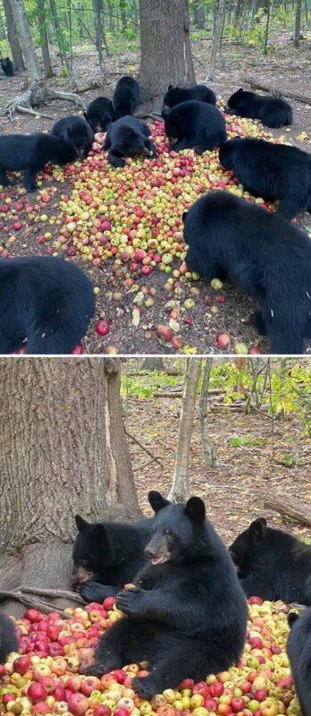 Фотография: 30 забавных медведей, которые гарантированно поднимут вам настроение №16 - BigPicture.ru