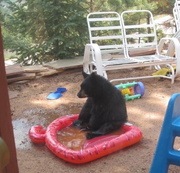 Фотография: 30 забавных медведей, которые гарантированно поднимут вам настроение №27 - BigPicture.ru