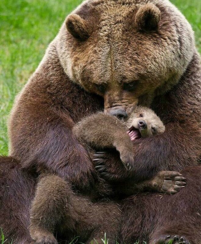 Фотография: 30 забавных медведей, которые гарантированно поднимут вам настроение №14 - BigPicture.ru